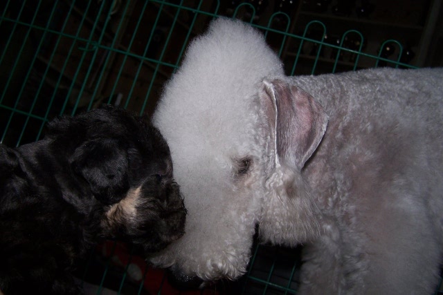 Airis Blue Volshebny Svet 09.02 (52).JPG